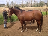 Filly for lease